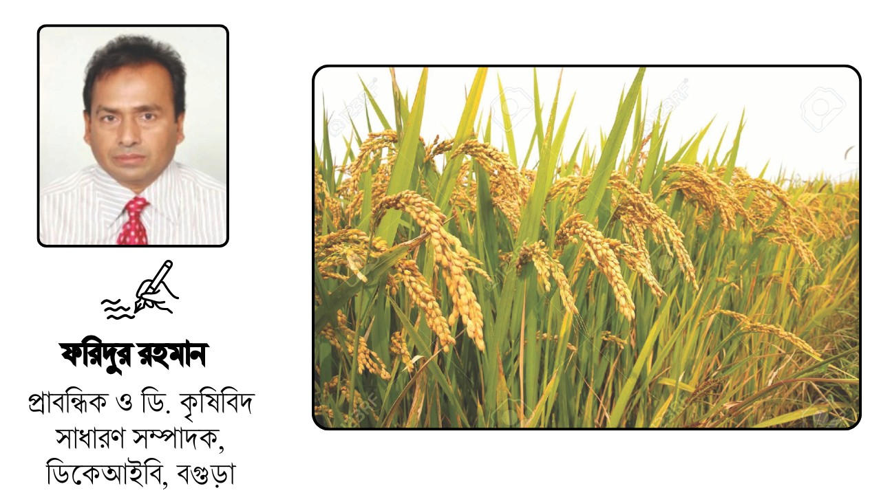 অপচয় রোধে সঠিক সময়ে ধান কাটুন